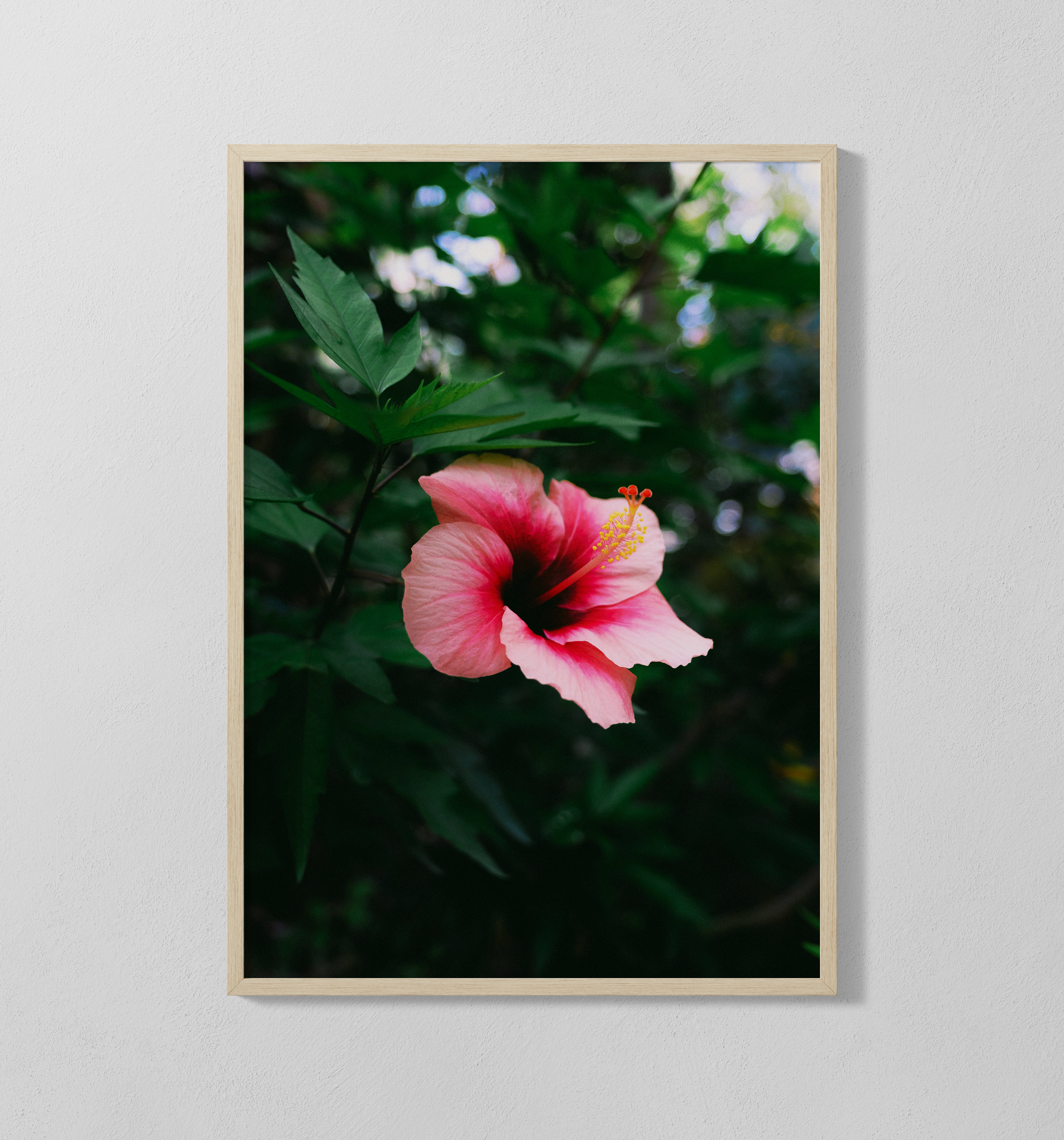 Hibiskusblume | Poster